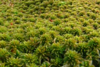 Мох кукушкин лен: строение и размножение растения Цикл мохообразных