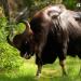 Gaur - the largest wild bull Reproduction and life expectancy
