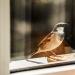 Did a sparrow fly into your house, office or car?