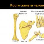 Human structure.  Bones of the torso.  The structure of the human skeleton Human structure the name of the bones of the skeleton