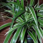 Signs and superstitions about chlorophytum