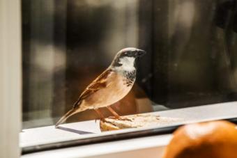 Did a sparrow fly into your house, office or car?