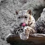 Animal snow leopard: description, habitat