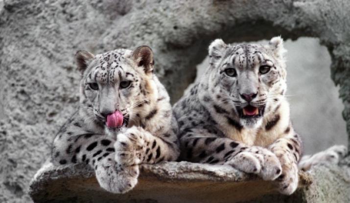Animal snow leopard: description, habitat
